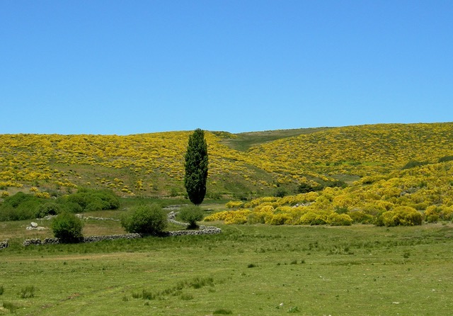 Spring, Gredos, piorno