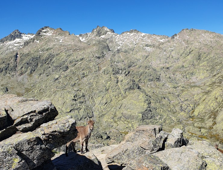 Gredos goat at the mirador of la plataforma